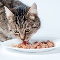 猫の寿命を伸ばす『正しいキャットフードの選び方』4つ　愛猫に合っている…