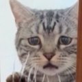 『飼い主が仕事に行く時の猫』→AIが作った理想と『実際の様子』を比べてみ…