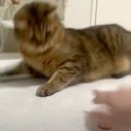 “リアクションがデカい猫”に、10円玉でマジックを見せた結果…『期待以上の…