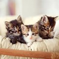 成長すると見られなくなる『子猫のサイン』4選　限られた時期にだけ表…