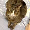 帰宅した飼い主さん→『ベッドの上』を見てみたら、母猫が…涙がでるほ…