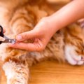 猫の『爪切り』をサボっちゃダメ！放置すると高まる3つのリスク　最低…