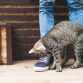 猫のスリスリが激しい2つの理由