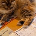 『教科書の上に乗った猫』を手でどかしたら…宿題が進められない様子に笑う…