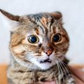 猫が『耳をふせる』のはなぜ？4つの意味