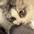 出かけようとしたら、猫がやってきて…必死の『行かないでアピール』が…