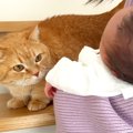 ママが生まれたばかりの赤ちゃんを猫に見せたら…『人見知り全開の反応』が…
