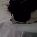 お留守番が苦手だった元野良猫→家に迎えてから5か月が経つと、ベッドの上…