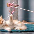 猫の『生きがい』になっている6つのこと　愛猫を幸せにしてくれる大切…