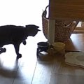 猫がいつも食べているはずの『ごはん』を警戒し始めて…『まさかの展開』に…
