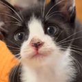 犬と一緒に暮らす子猫→先輩犬の影響か、口を開けた瞬間に出てきた『ま…