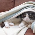 猫の『体温調節』にまつわるヒミツ6選　意外と知らない体の仕組みを解説