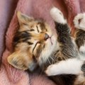 猫や犬など動物のSOSに気づいていますか？