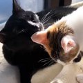 最初は子猫たちに『ビビっていたお兄ちゃん猫』→すっかり慣れてきて…優し…