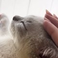 気持ちよさそうに撫でられる子猫→飼い主が『手を止める』と…続けざるを得…