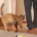 パパが夜勤に行こうとしたら、元保護猫が…あまりにも尊い『まさかの愛…