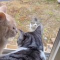 寒い雨の日、3時間以上も窓の外で鳴き続けていた『ガリガリの野良猫』→家…