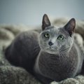 【獣医師監修】ロシアンブルーがかかりやすい病気4選｜症状や予防・早期発…