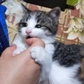 傘立ての中にいた子猫を保護！甘えん坊な愛猫にメロメロに♡