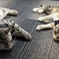 猫ちゃんハーネスの特訓中！おやつ大作戦♪