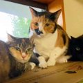 飼い主さんが亡くなって残された9匹の猫たち。行く末は？Vol.3