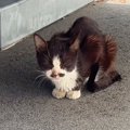 体重わずか1.8キロ『ボロボロの体で助けを求めてきた野良猫』を保護……