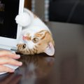 猫の『飼い主にしか』見せない行動5選！信頼している証拠かも