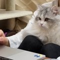 オンラインミーティング中、『甘えん坊の猫』がやってきた結果→真剣に画面…