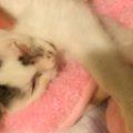 病院で『目が見えなくなる』と言われた子猫→諦められなくて行動した結…