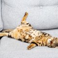 愛猫が『飼い主さんの愛情』を実感しているときの仕草3選　全身で幸せ…