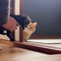 『保護した子猫』を"先輩猫に挨拶"させたら…『優しすぎる対…