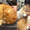 「人懐こすぎるから」驚きの理由で捨てられた猫…Facebookで里親募集す…