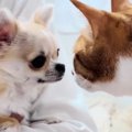 先住猫たちが『新入りの子犬』を初めて見たときのリアクション…とんでもな…