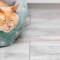 猫が『気に入っている場所』を掃除する方法5つ　頻度の目安や清潔を保つコ…