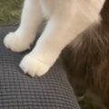 ソファに座るママを見つめる猫→完全にブチギレていて…衝撃の表情と『爆笑…