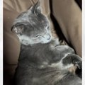 ご飯の時間に寝ている猫を起こしてみたら…まるで『人間のような反応』…
