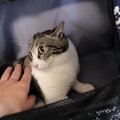 不幸な事故から一変！頑張り屋の猫ちゃんが幸せを掴むまで全力サポート