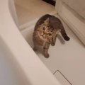 『ふろキャンしたほうがいいのかな…』飼い主さんがお風呂に入るたびに『心…