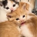 初日は『ブチギレていた保護子猫』→5日後には…まさかの光景に「幸せに…
