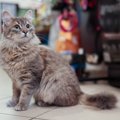 スーパーマーケットの人気猫を守れ！　「入店禁止」となった猫のため…