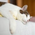 猫に出ていたら『迷わず病院を受診すべき症状』5つ　一刻を争うケースや見…