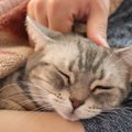 猫が飼い主さんの『お布団に入ってくる』ワケ3選　一緒に寝るなら気を…