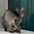 子猫が初めて『お風呂場』に入った結果…まさかの『可愛すぎる展開』が…