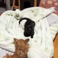 犬の前にいた黒猫→ズームしてよーく見たら…まるでキスしているかのよ…