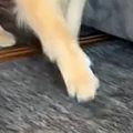 大型犬と猫が暮らす家→『来客』があると…可愛すぎる『アピール』が155万再…