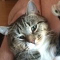 ミトンのようなおてての保護猫ちゃんに訪れた素敵な出会いとは？