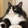 猫が『跳び箱』にチャレンジしてみたら…『想像以上の大ジャンプ』に魅…