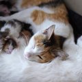 「僕の彼女助けてくれニャ」仲良し野良猫の彼女を家族としてお迎えし…