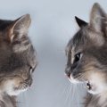 猫の多頭飼育でNGな『仲の取り持ち方』5つ　飼い主の善意がトラブルの…