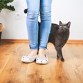 猫が足や壁に『スリスリ』するときのキモチ4選　あいさつから本能的な…